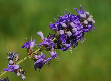 Vitex agnus-castus L.