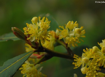 Laurus nobilis L.