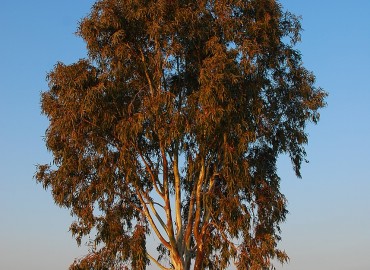 Eucalyptus camaldulensis DEHNH.