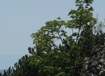 Fraxinus ornus subsp. cilicica  (Lingelsh.) Yalt.
