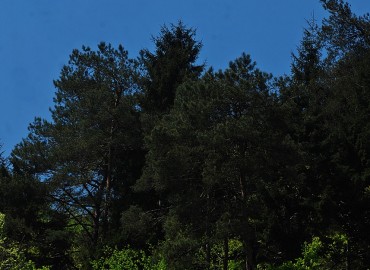 Pinus sylvestris L. var. hamata STEVEN