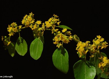 Paliurus spina-christi  MILLER