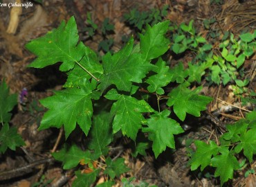 Acer platanoides  L.