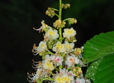 Aesculus hippocastanum  L.