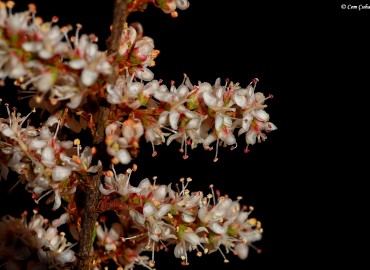 Tamarix smyrnensis BUNGE