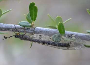 Distoleon tetragrammicus (Fabricius, 1798)