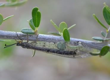 Distoleon tetragrammicus (Çizgili Karıncayiyen Aslanı) – Ahmet Güngör, İzmir