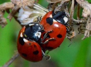 Coccinella septempunctata (Linnaeus, 1758) (Yedi noktalı uğur böceği) – Ahmet Güngör, Samsun