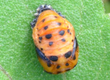 Coccinella septempunctata (Linnaeus, 1758) (Yedi noktalı uğur böceği) – Ahmet Güngör, Samsun