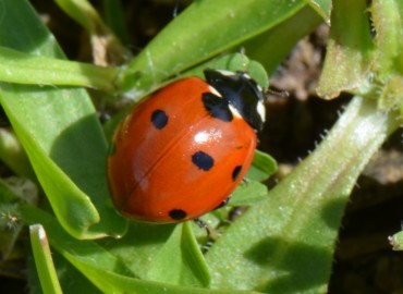 Coccinella septempunctata (Linnaeus, 1758) (Yedi noktalı uğur böceği) – Ahmet Güngör, İzmir