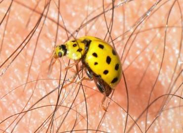 Psyllobora vigintiduopunctata (22 Noktalı uğur böceği) – Ahmet Güngör, Ordu