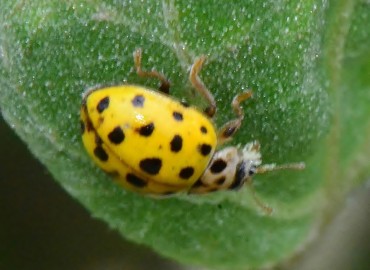 Psyllobora vigintiduopunctata (22 Noktalı uğur böceği) – Ahmet Güngör, Ordu