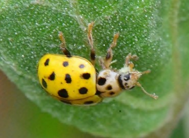 Psyllobora vigintiduopunctata (22 Noktalı uğur böceği) – Ahmet Güngör, Ordu