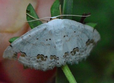Scopula ornata (Bilinmiyor) – Ahmet Güngör, Samsun