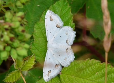 Scopula ornata (Bilinmiyor) – Ahmet Güngör, Ordu