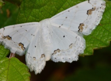 Scopula ornata (Bilinmiyor) – Ahmet Güngör, Ordu