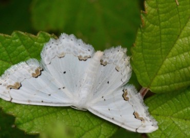 Scopula ornata (Bilinmiyor) – Ahmet Güngör, Ordu