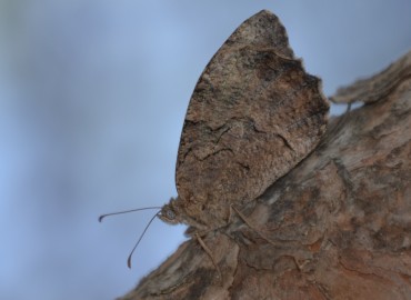 Hipparchia statilinus (Ağaç karameleği) – Ahmet Güngör, İzmir