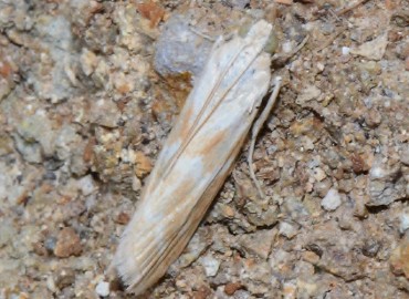 Bradyrrhoa gilveolella