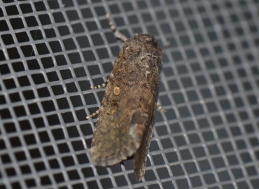 Spodoptera exigua (Hübner, [1808]) – Ahmet Güngör, İzmir