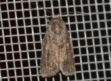 Spodoptera exigua (Hübner, [1808]) – Ahmet Güngör, İzmir