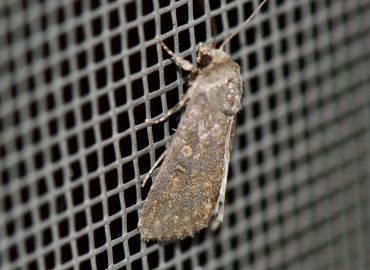 Spodoptera exigua (Hübner, [1808]) – Ahmet Güngör, İzmir