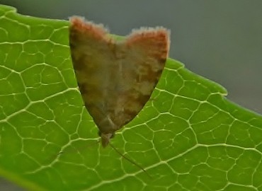 Aleimma loeflingiana (Linnaeus, 1758) – Ahmet Güngör, Balıkesir