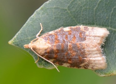 Aleimma loeflingiana (Linnaeus, 1758) – Ahmet Güngör, Manisa