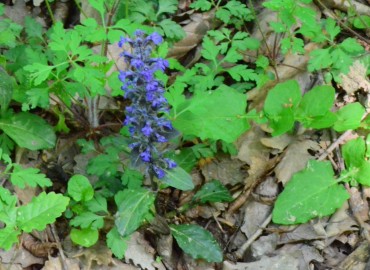 Ajuga reptans