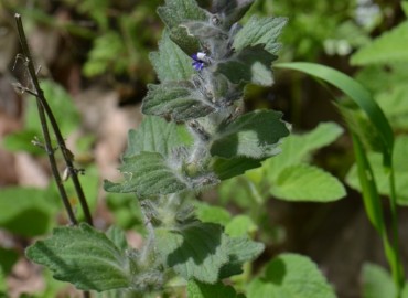 Ajuga orientalis