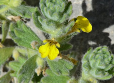 Ajuga bombycina Boiss.