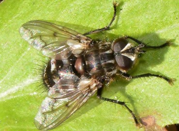 Bothria frontosa Meigen, 1824