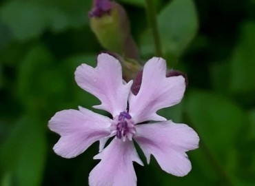 Caryophyllaceae (Karanfilgiller) – Yasin Çalışkan, Mersin
