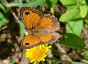 Pyronia tithonus (Pironiya) – Ahmet Güngör, Samsun