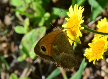Pyronia tithonus (Pironiya) – Ahmet Güngör, Samsun