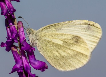 Leptidea sinapis (Linnaeus, 1758) (Narin Orman Beyazı) – Ahmet TAŞÇI, İstanbul
