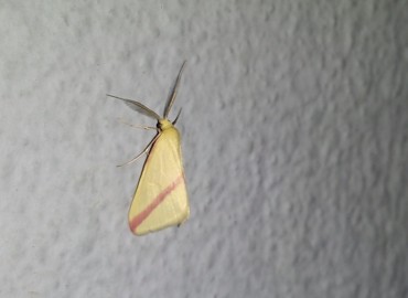 Rhodometra sacraria (Linnaeus, 1767) – Ahmet TAŞÇI, İstanbul