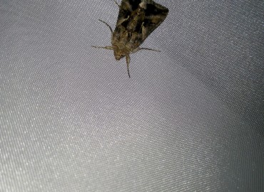 Autographa gamma (Gümüş Y) – Ahmet TAŞÇI, İstanbul