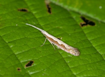Plutella xylostella (Linnaeus, 1758) – Ahmet TAŞÇI, İstanbul