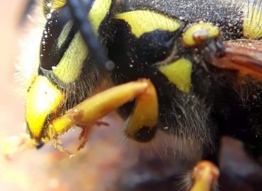 Vespula germanica (Eşek Arısı) – Yasin Çalışkan, Konya