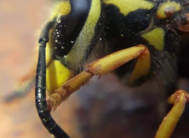 Vespula germanica (Eşek Arısı) – Yasin Çalışkan, Konya