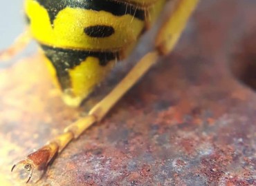 Vespula germanica (Eşek Arısı) – Yasin Çalışkan, Konya