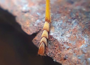 Vespula germanica (Eşek Arısı) – Yasin Çalışkan, Konya