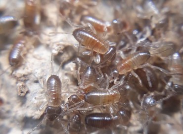 Forficula auricularia (Carolus Linnaeus/linaeus, 1758) Site – Yasin Çalışkan, Konya