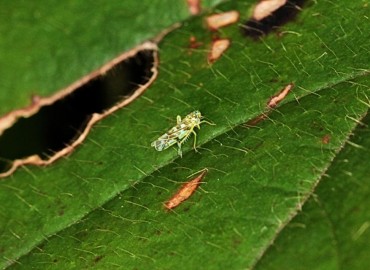 Eupteryx melissae (Curtis, 1837)