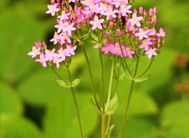 Centaurium erythraea