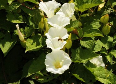 Calystegia silvatica