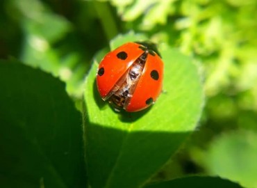 Coccinella septempunctata (Yedi noktalı uğur böceği) – Yasin Çalışkan, Konya