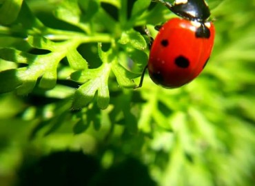 Coccinella septempunctata (Yedi noktalı uğur böceği) – Yasin Çalışkan, Konya