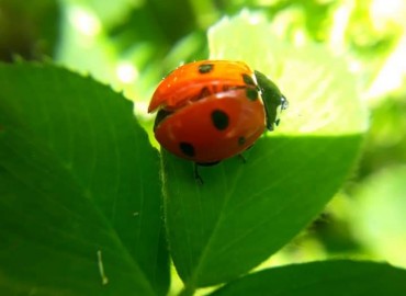 Coccinella septempunctata (Yedi noktalı uğur böceği) – Yasin Çalışkan, Konya